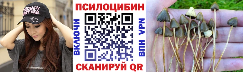 даркнет как зайти  Славгород  Псилоцибиновые грибы прущие грибы 